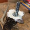 Custom Horn or Antler Urn - Image 13