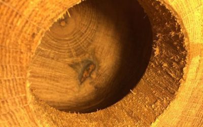 Red Oak Green Hollow