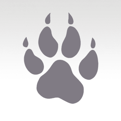 Cat Print
